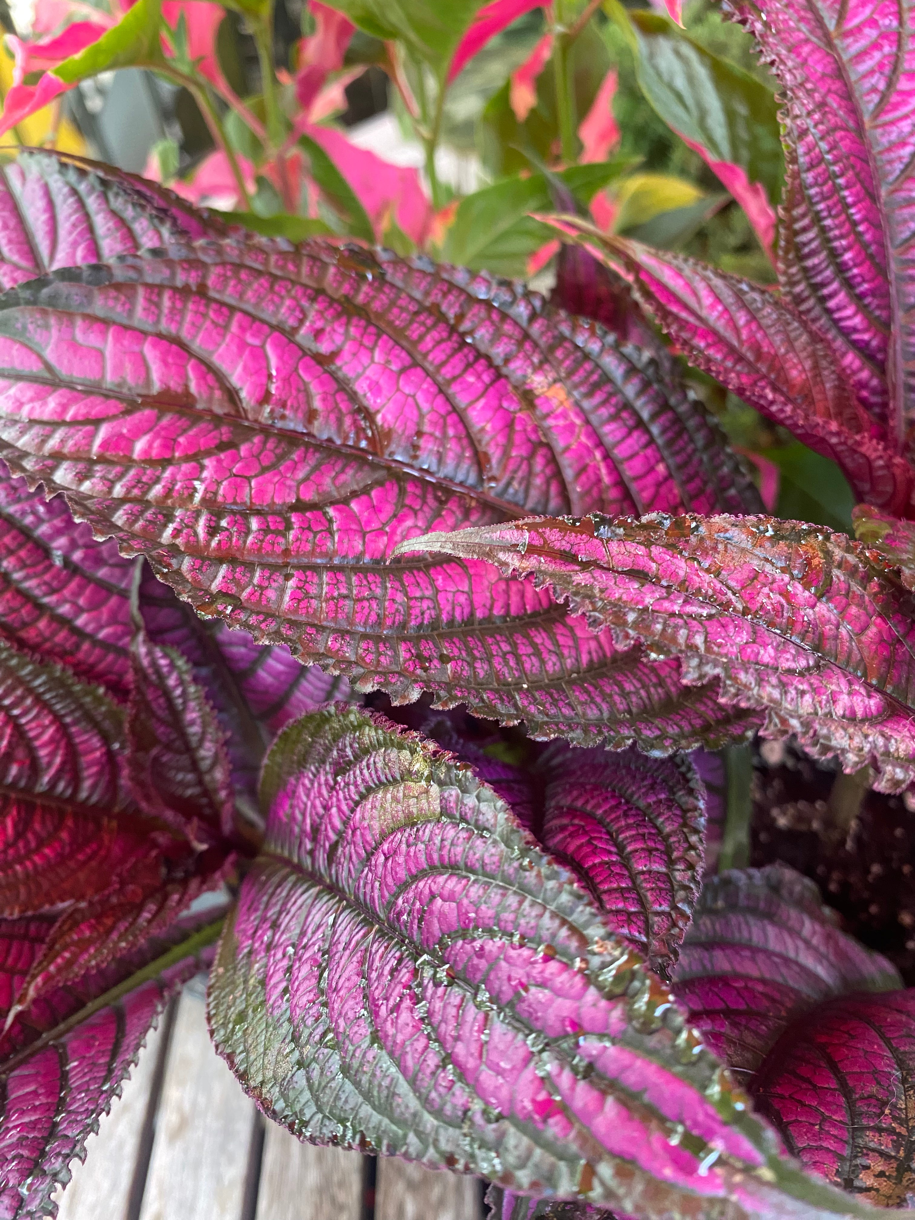 Persian Shield/ Royal Purple Plant