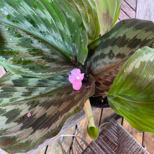 Kaempferia Peacock 6" - non-toxic