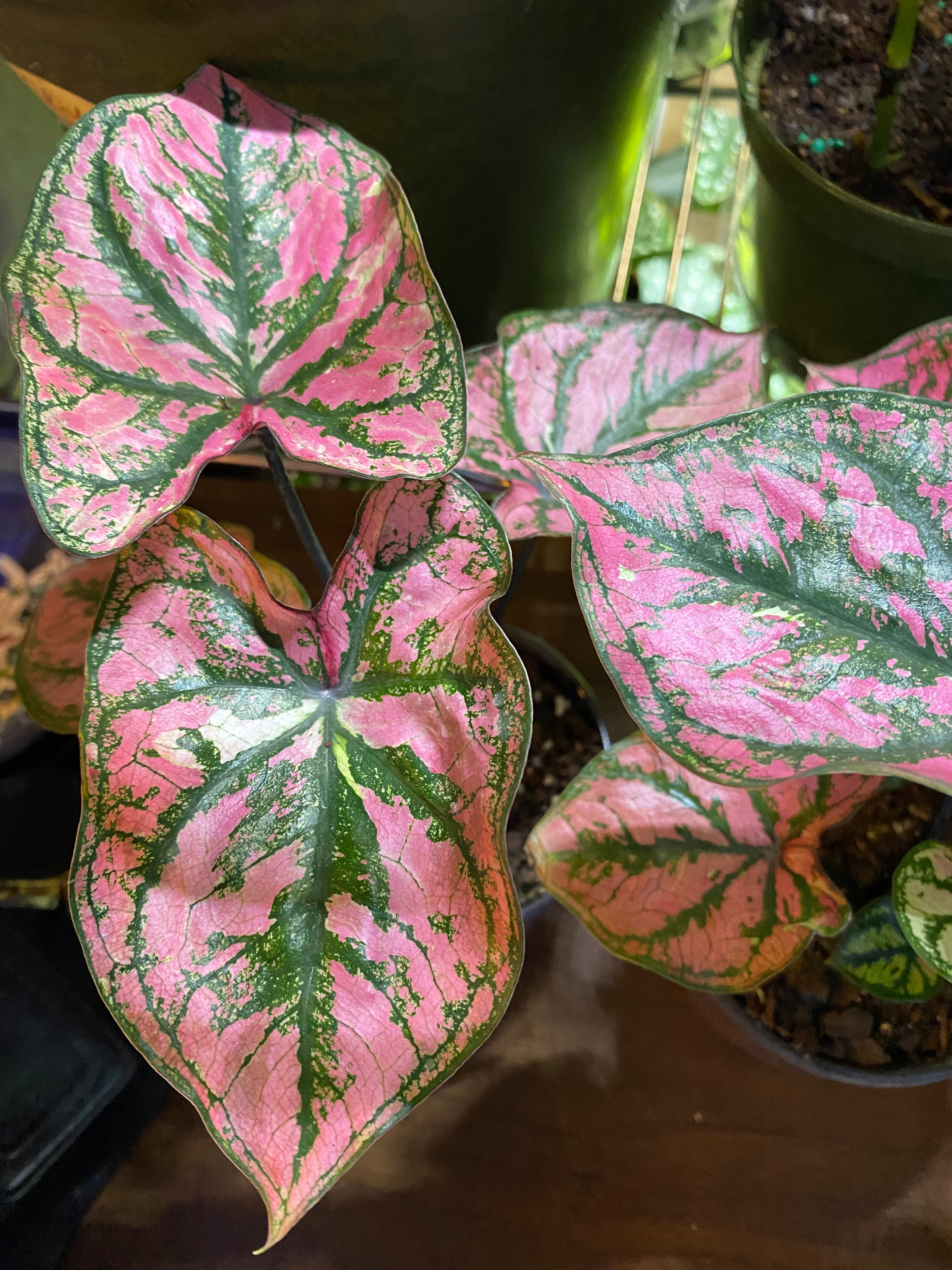 Caladium Purple Light 4" - toxic