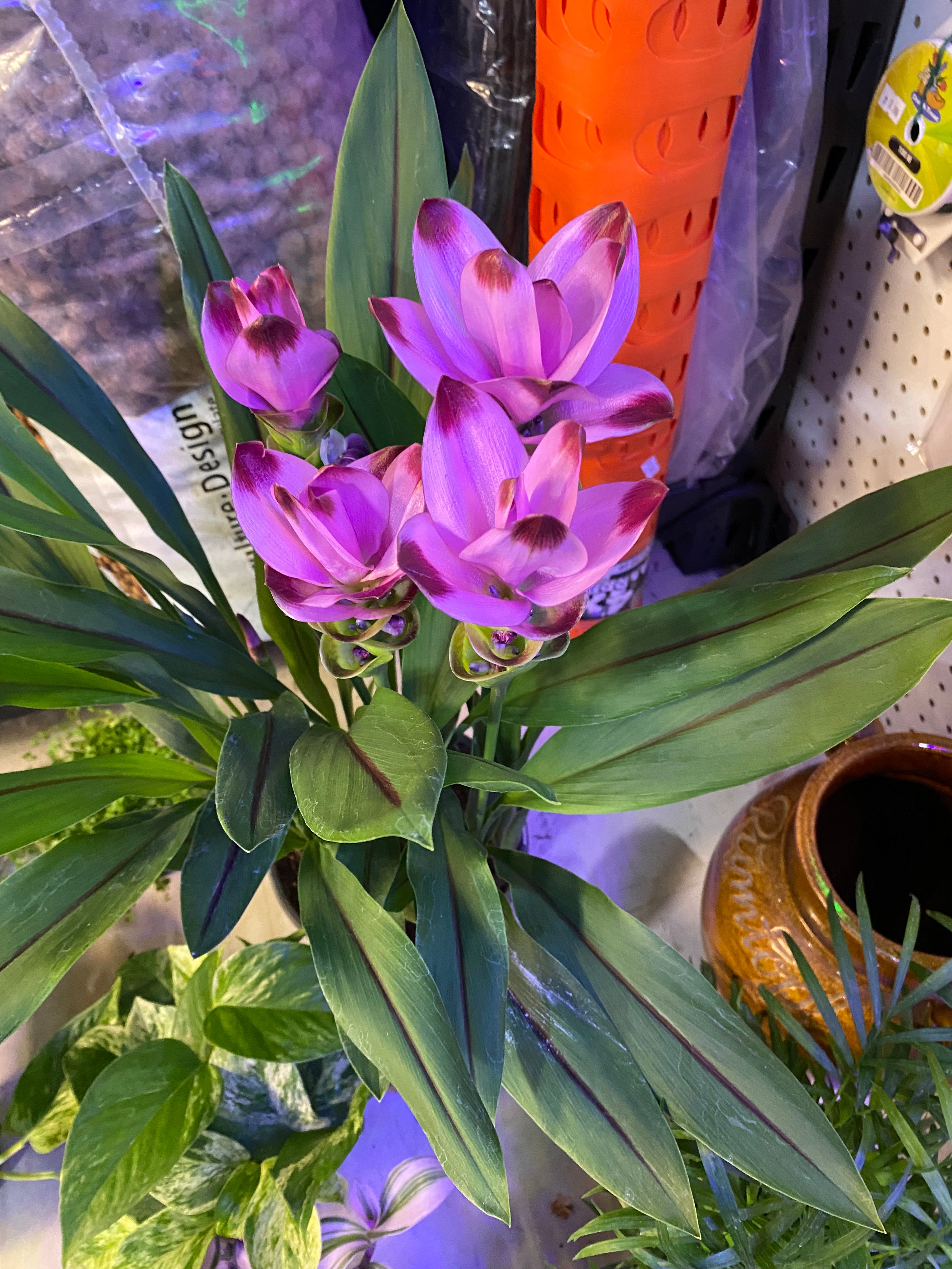 Curcuma 8" - slightly toxic