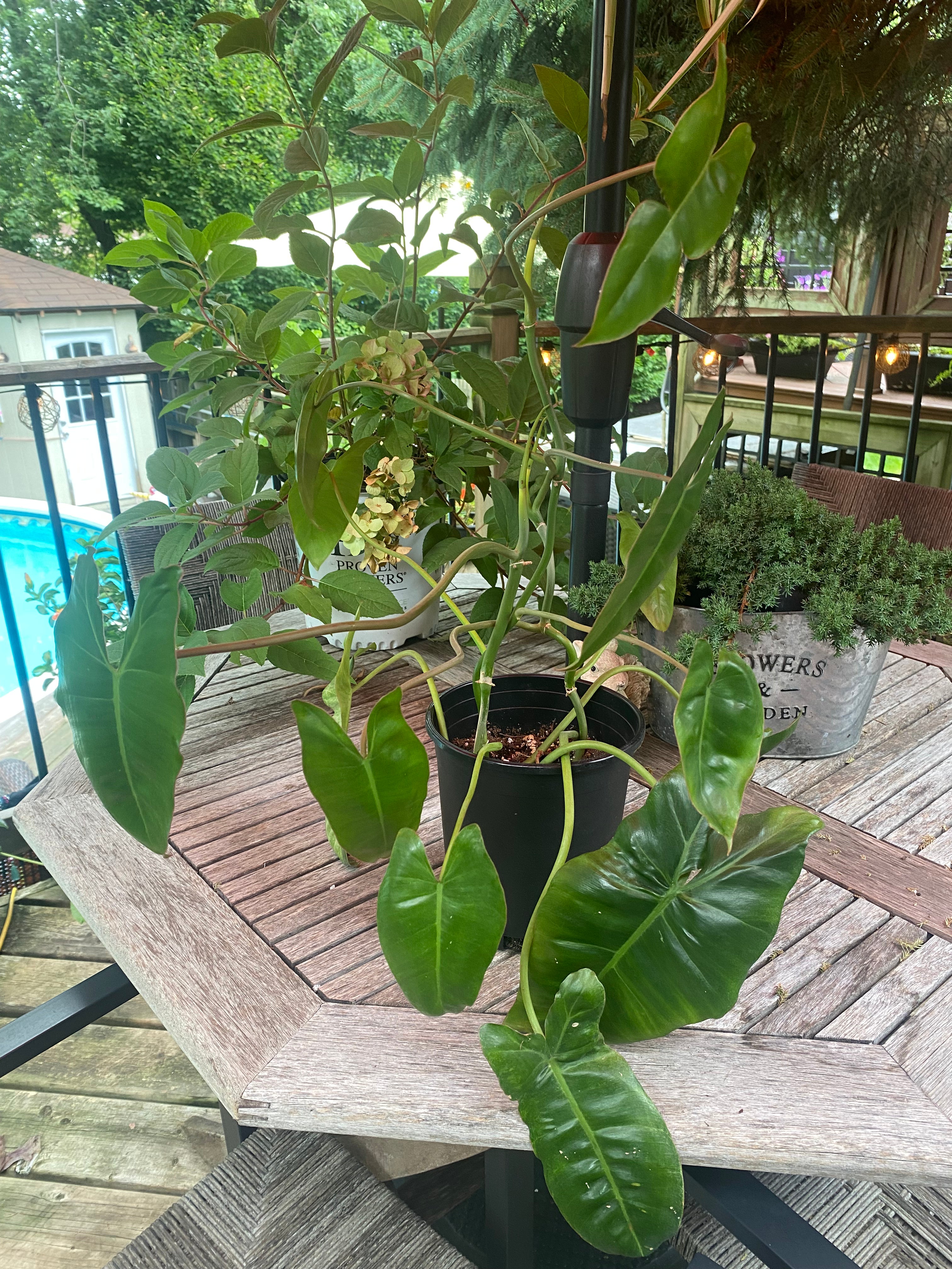 PHILODENDRON PARAISO VERDE 6” - Toxic