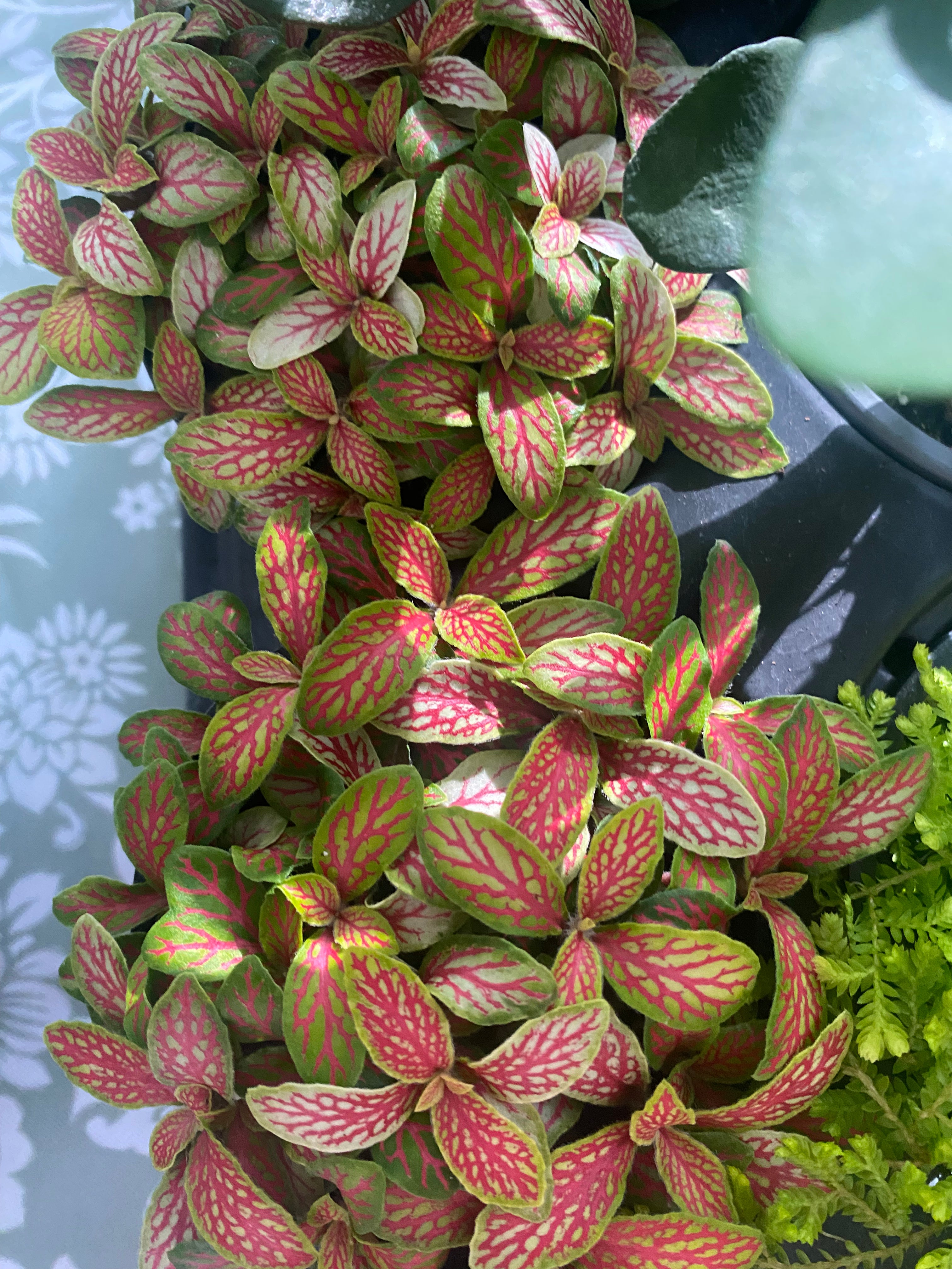 Fittonia Red 3.5" - Non-Toxic