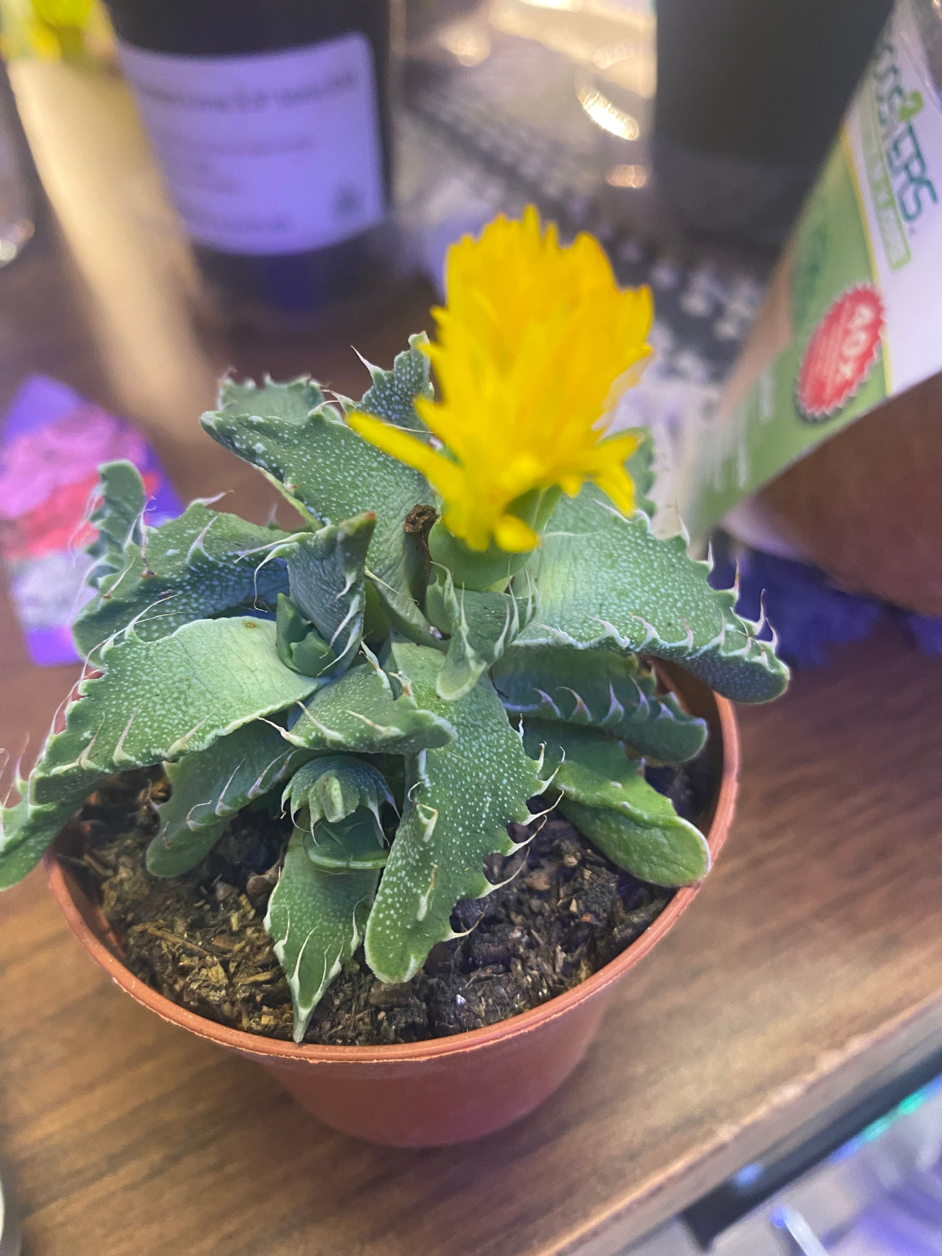 Faucaria - Tiger's Jaw - non-toxic