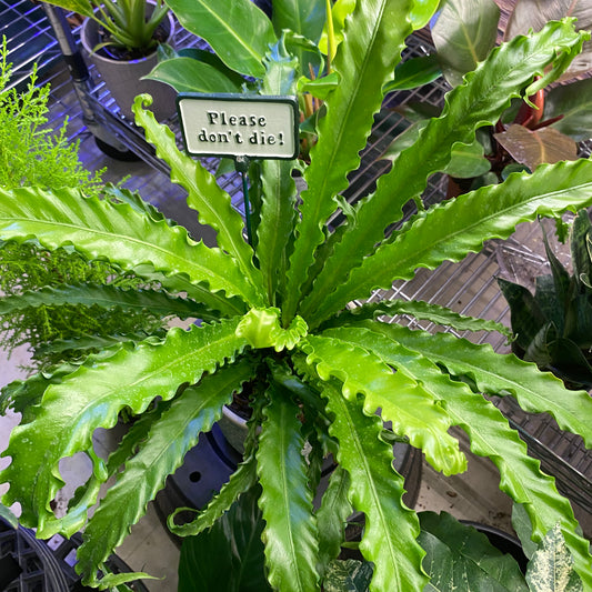 CRISPY WAVE FERN 6" non-toxic