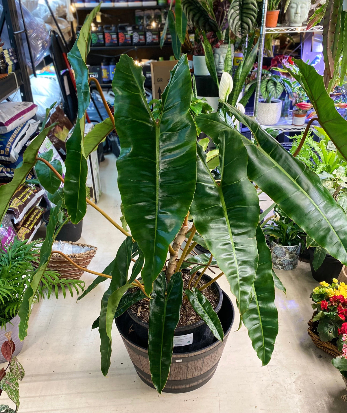 PHILODENDRON BILLIETIAE 14" TOXIC