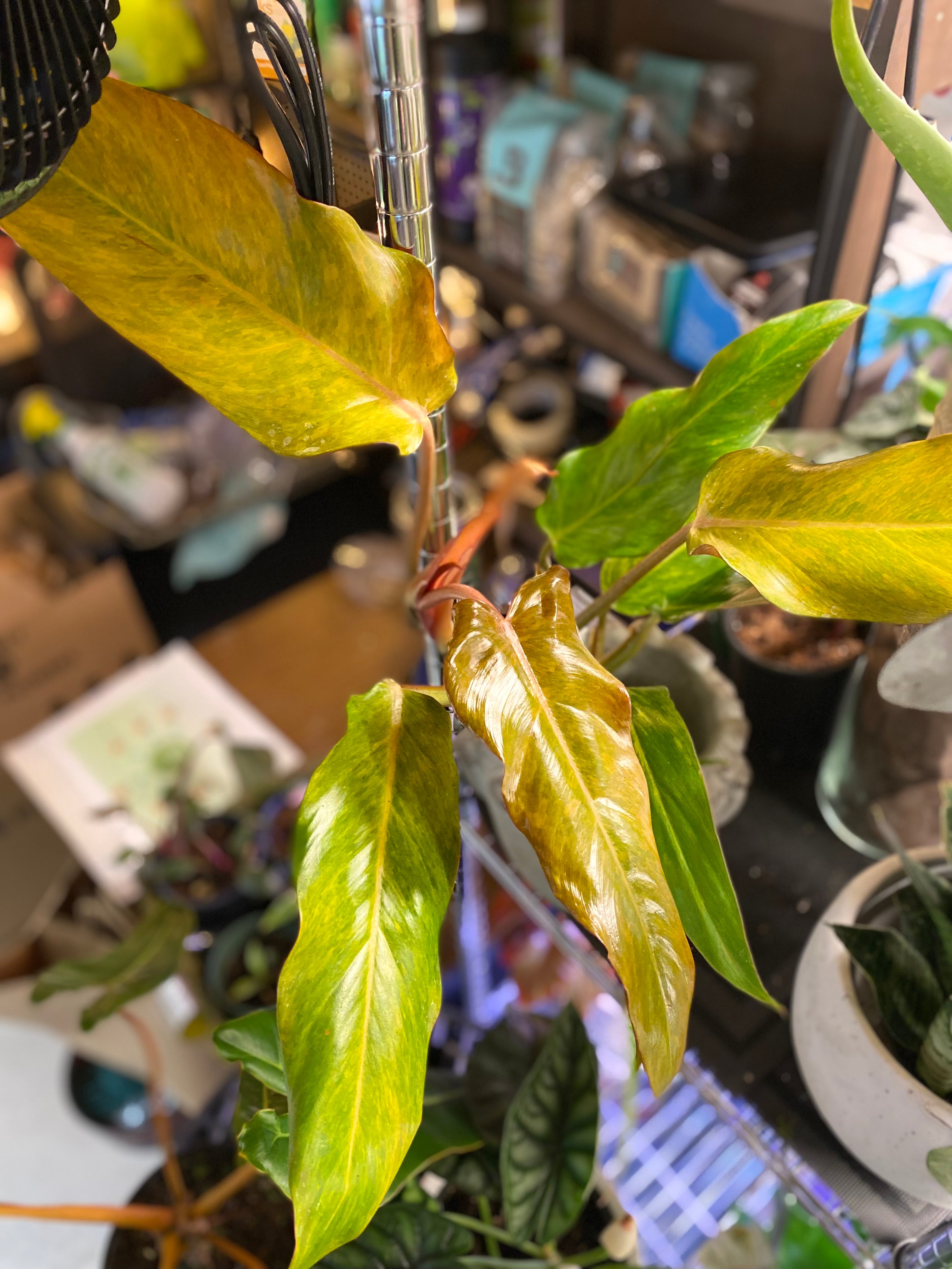 philodendron orange marmalade mature PHILODENDRON ORANGE MARMALADE 4" TOXIC