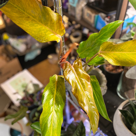 PHILODENDRON ORANGE MARMALADE 4" TOXIC