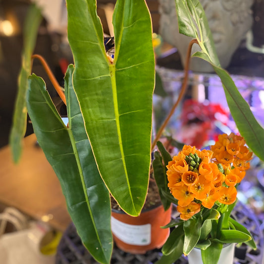 PHILODENDRON BILLIETIAE 6" TOXIC