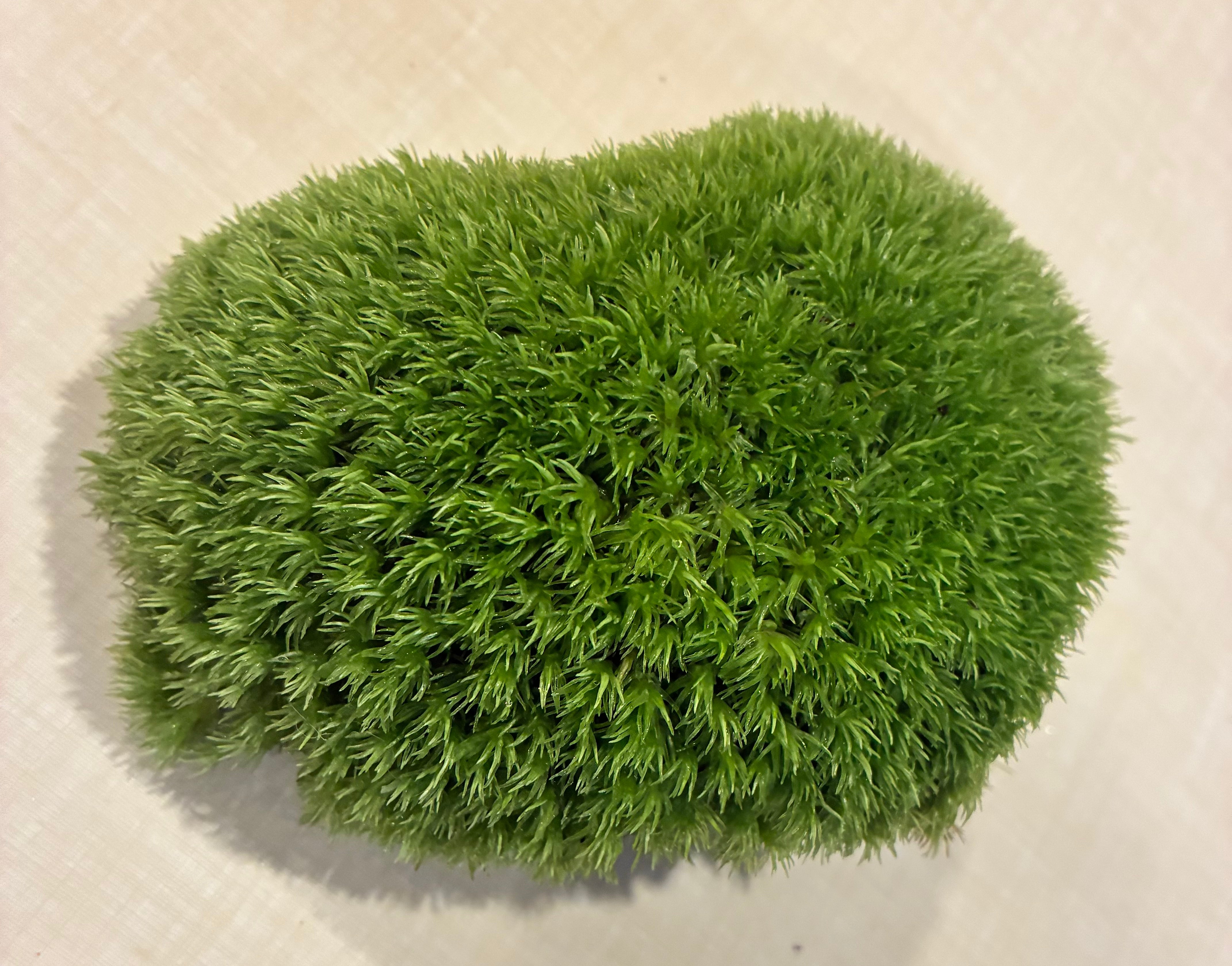Pin Cushion Moss - toxic 4" x 5"
