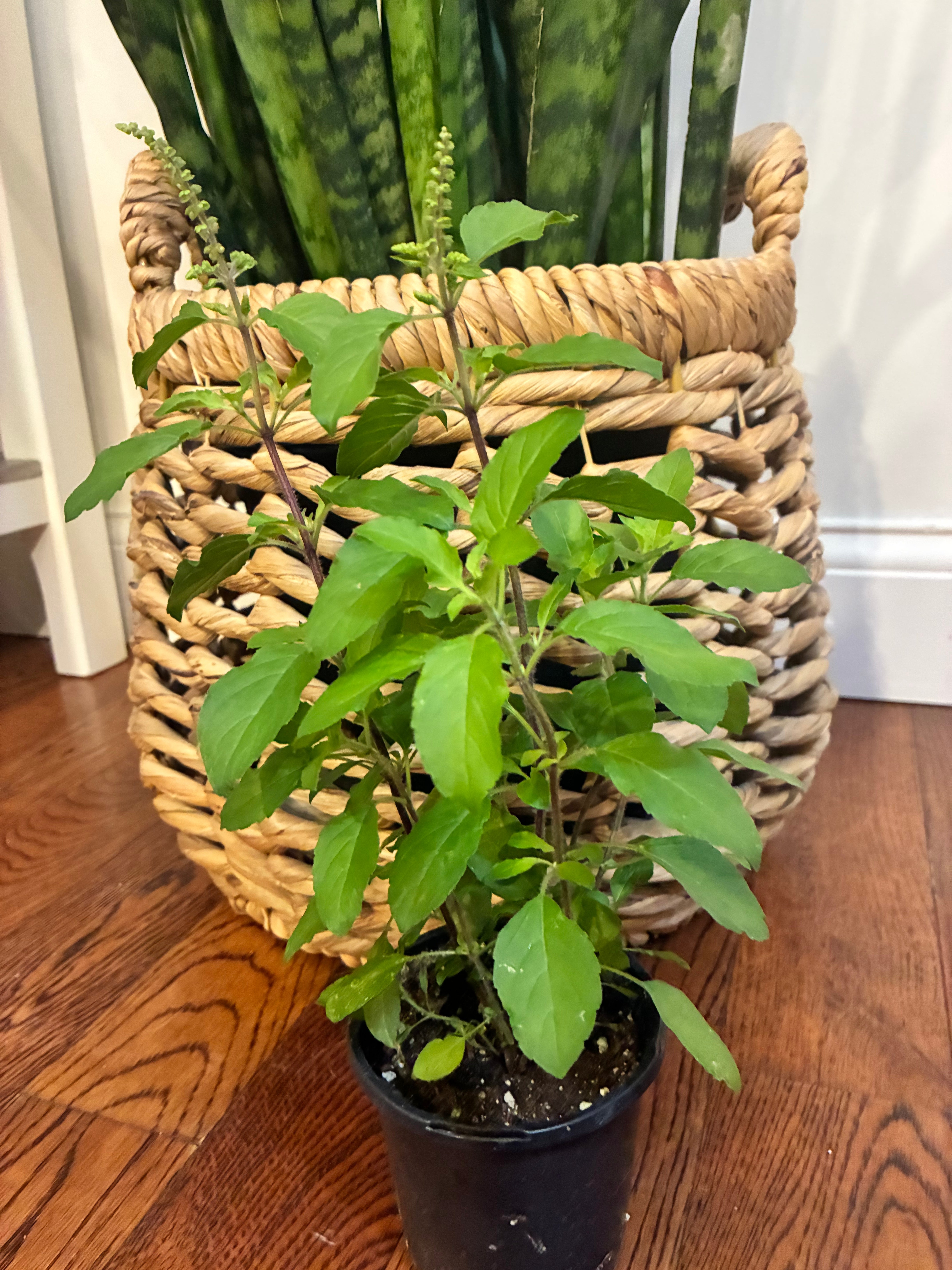 Tulsi - Holy Basil - not generally toxic