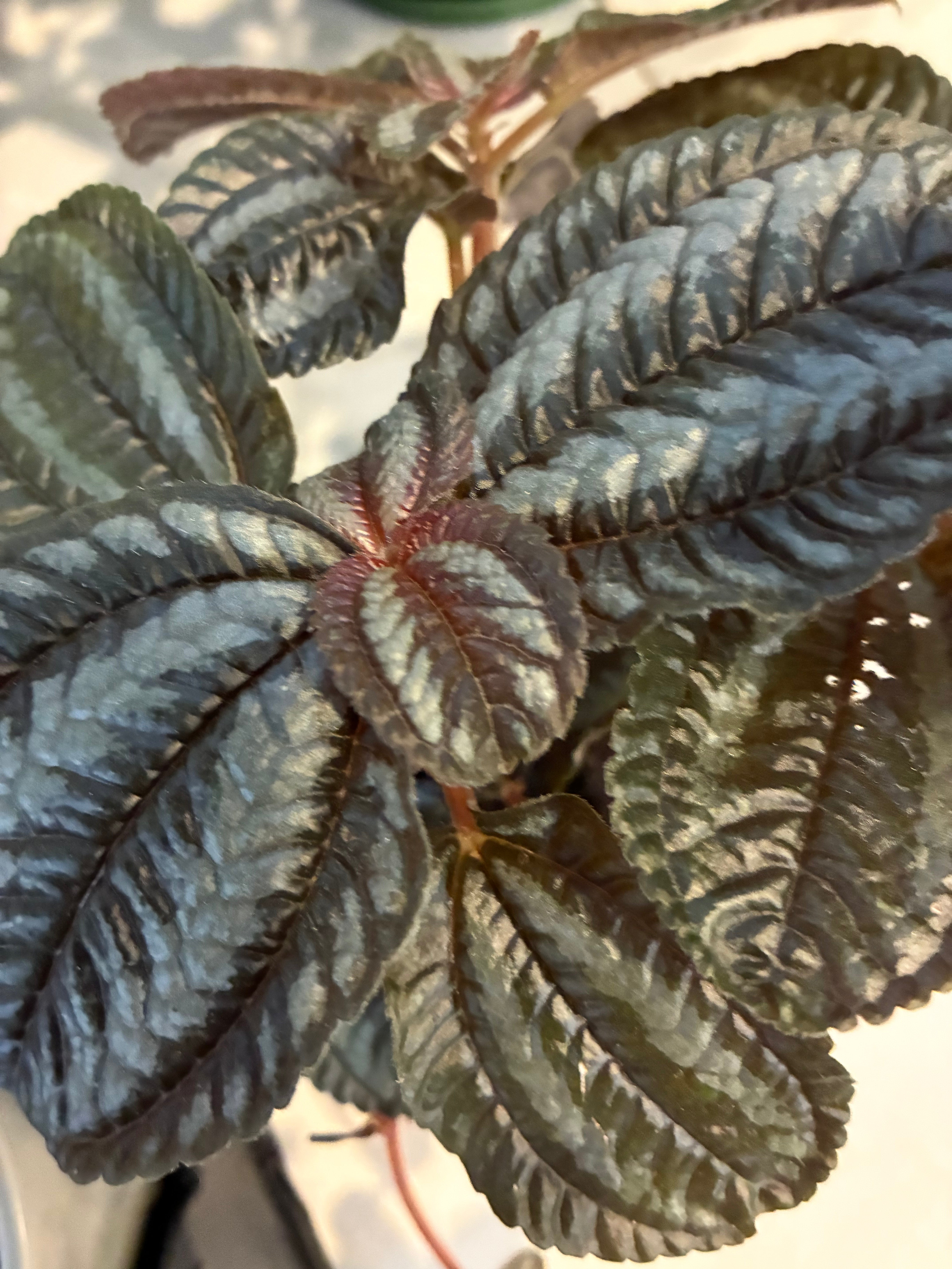 Pilea Spruceana non-toxic