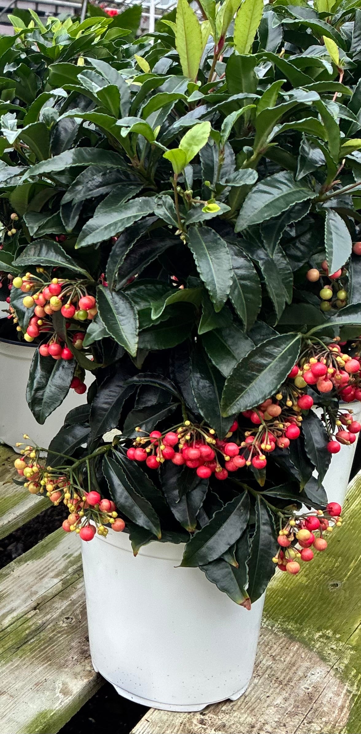 Ardisia CRENATA (Coral Berry) toxic