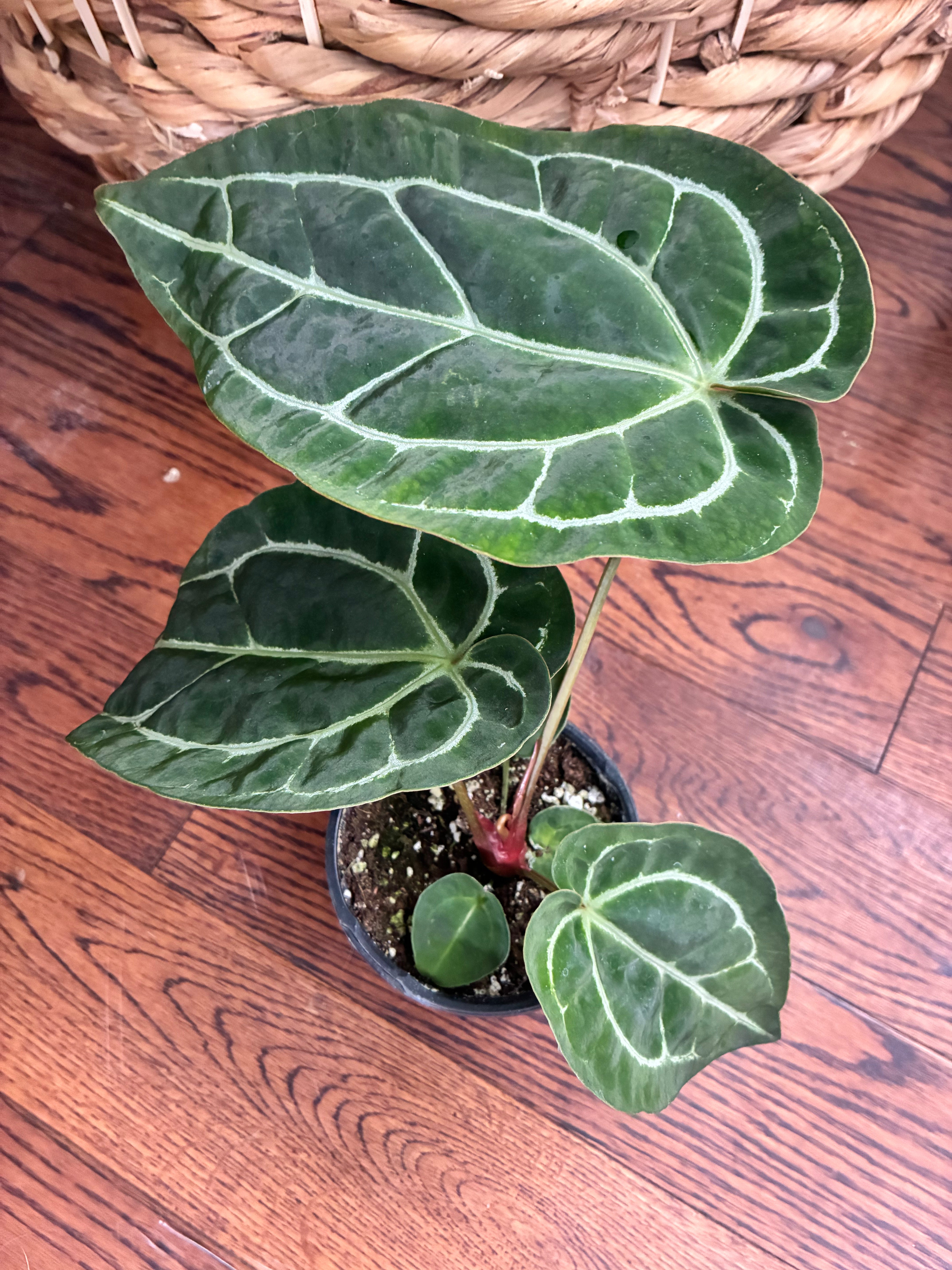 Anthurium Crystallium turtle - Toxic