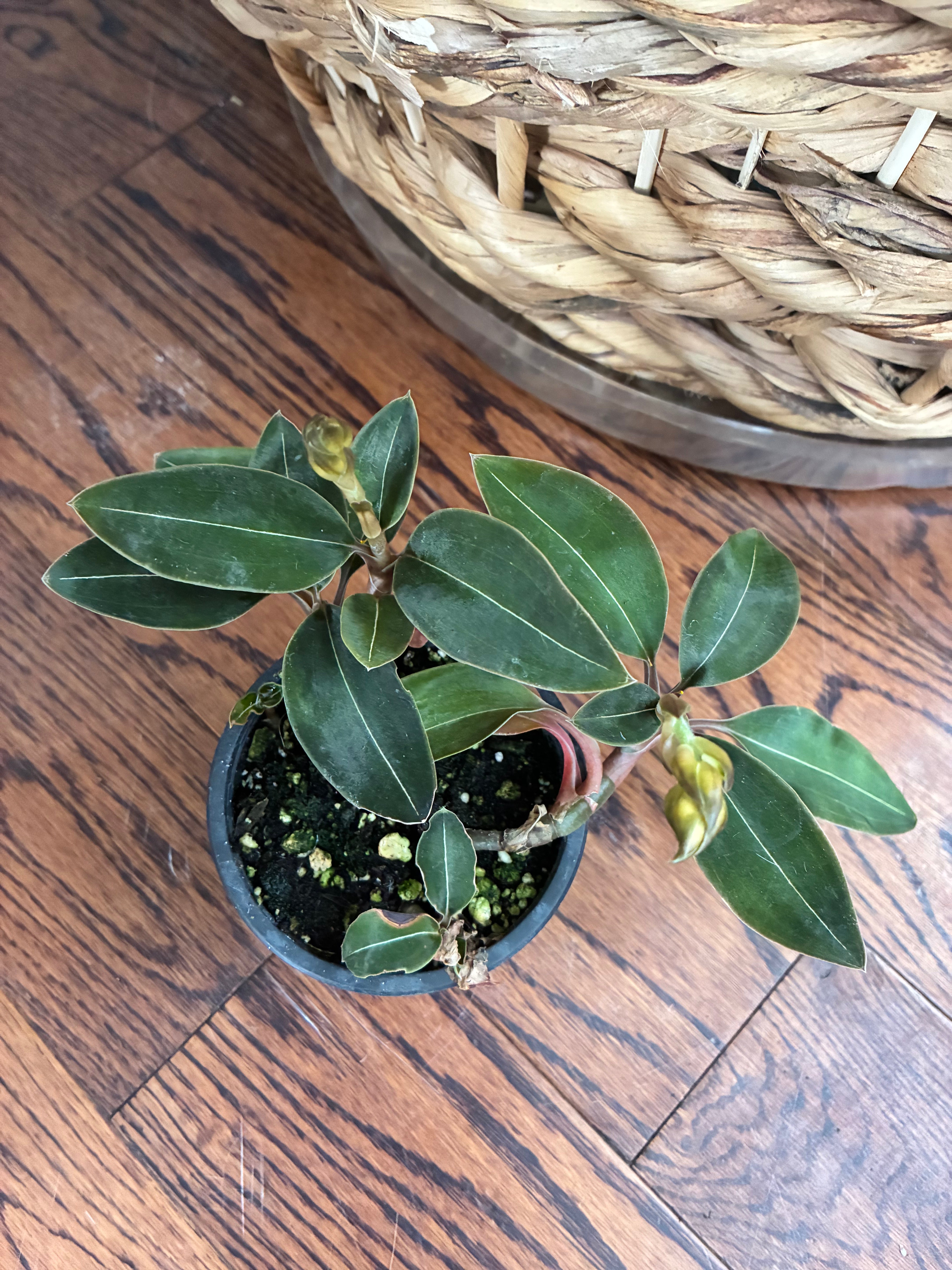 Jewel Orchid (aka tiger orchid) 3.5" - non-toxic - GROW PRO Equipment & Supplies 