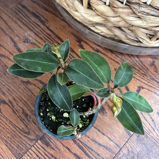 Jewel Orchid (aka tiger orchid) 3.5" - non-toxic - GROW PRO Equipment & Supplies 