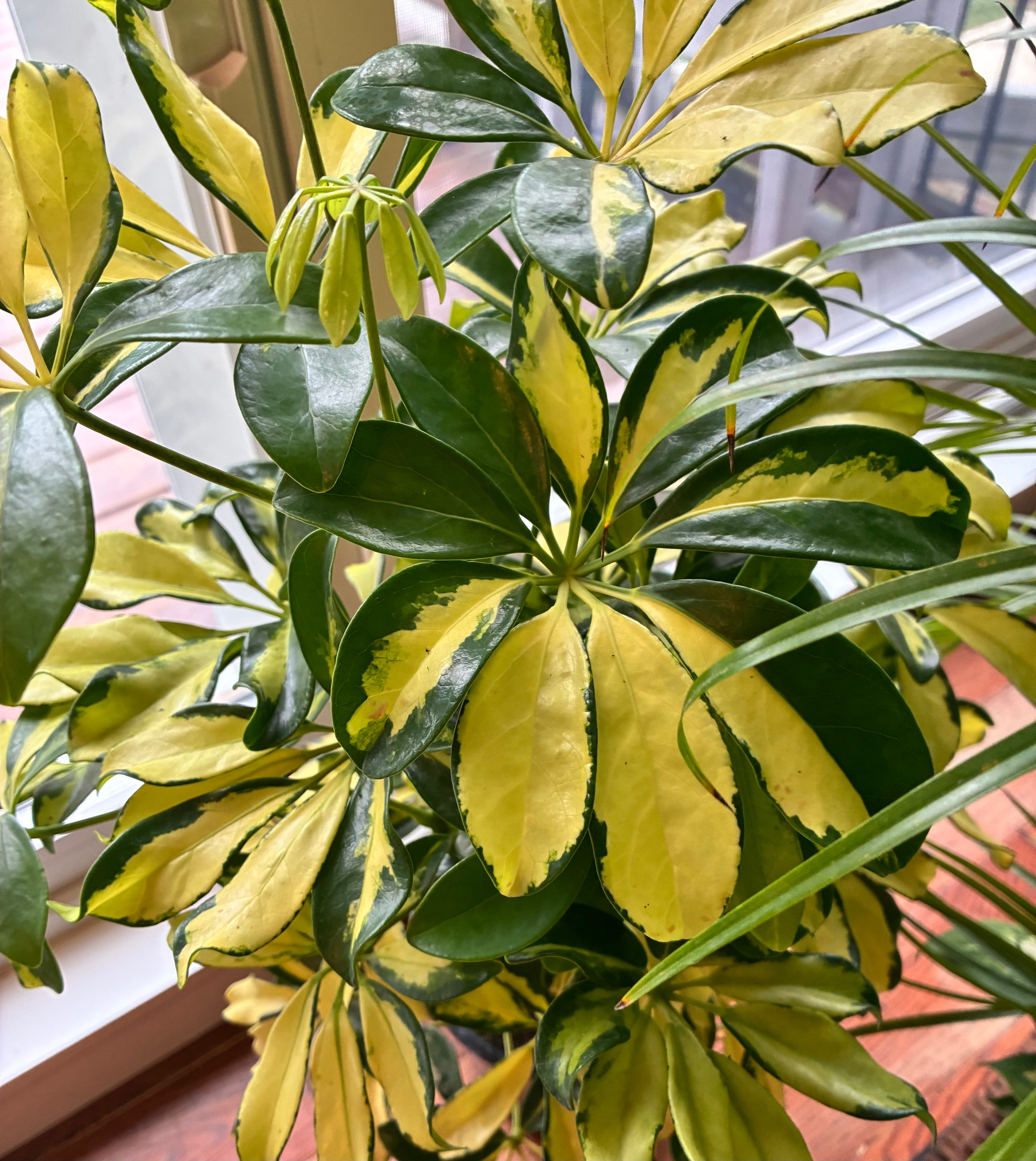 Schefflera Trinette 6" toxic