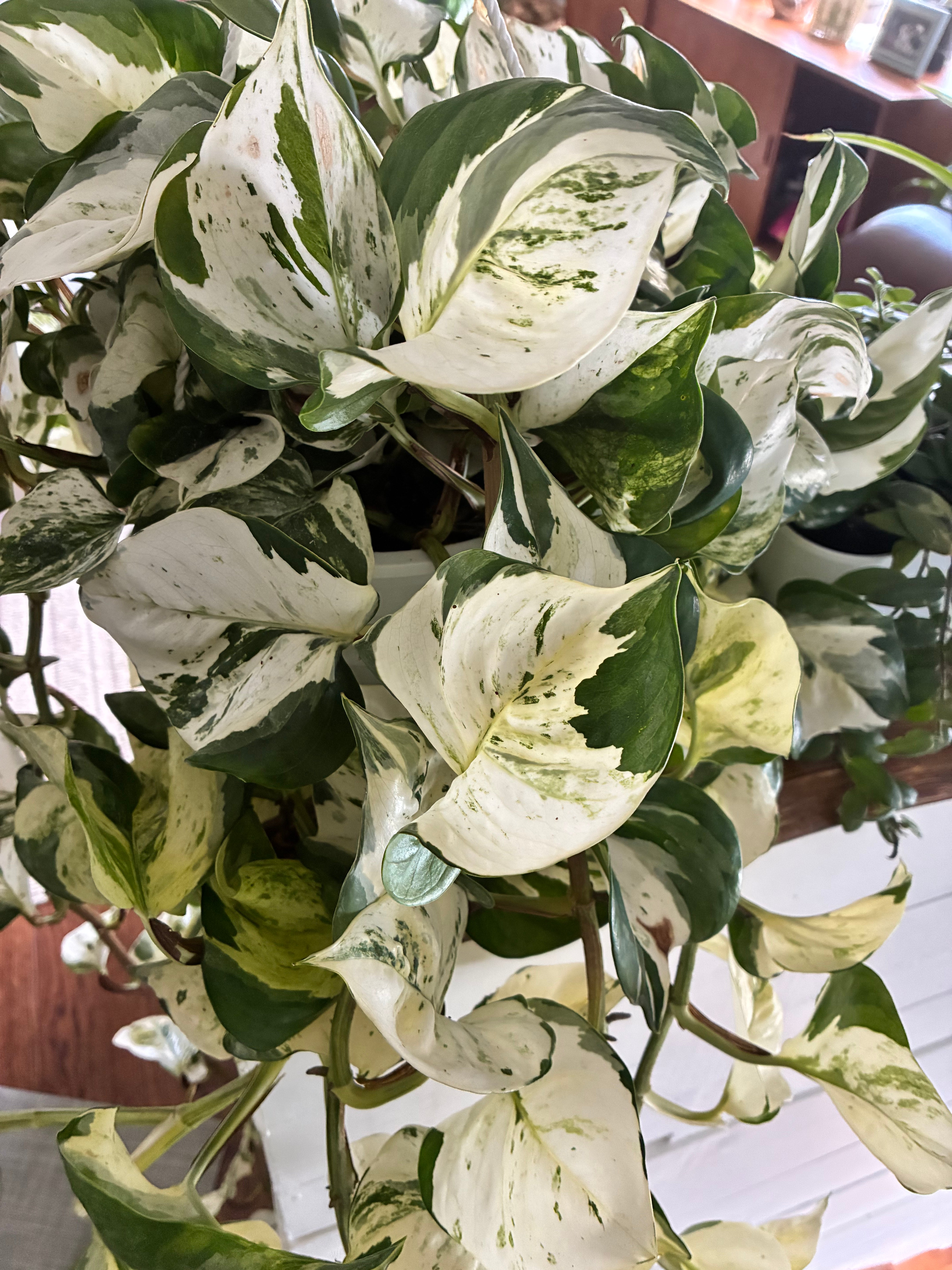 Pothos Manjula 8" HB - toxic