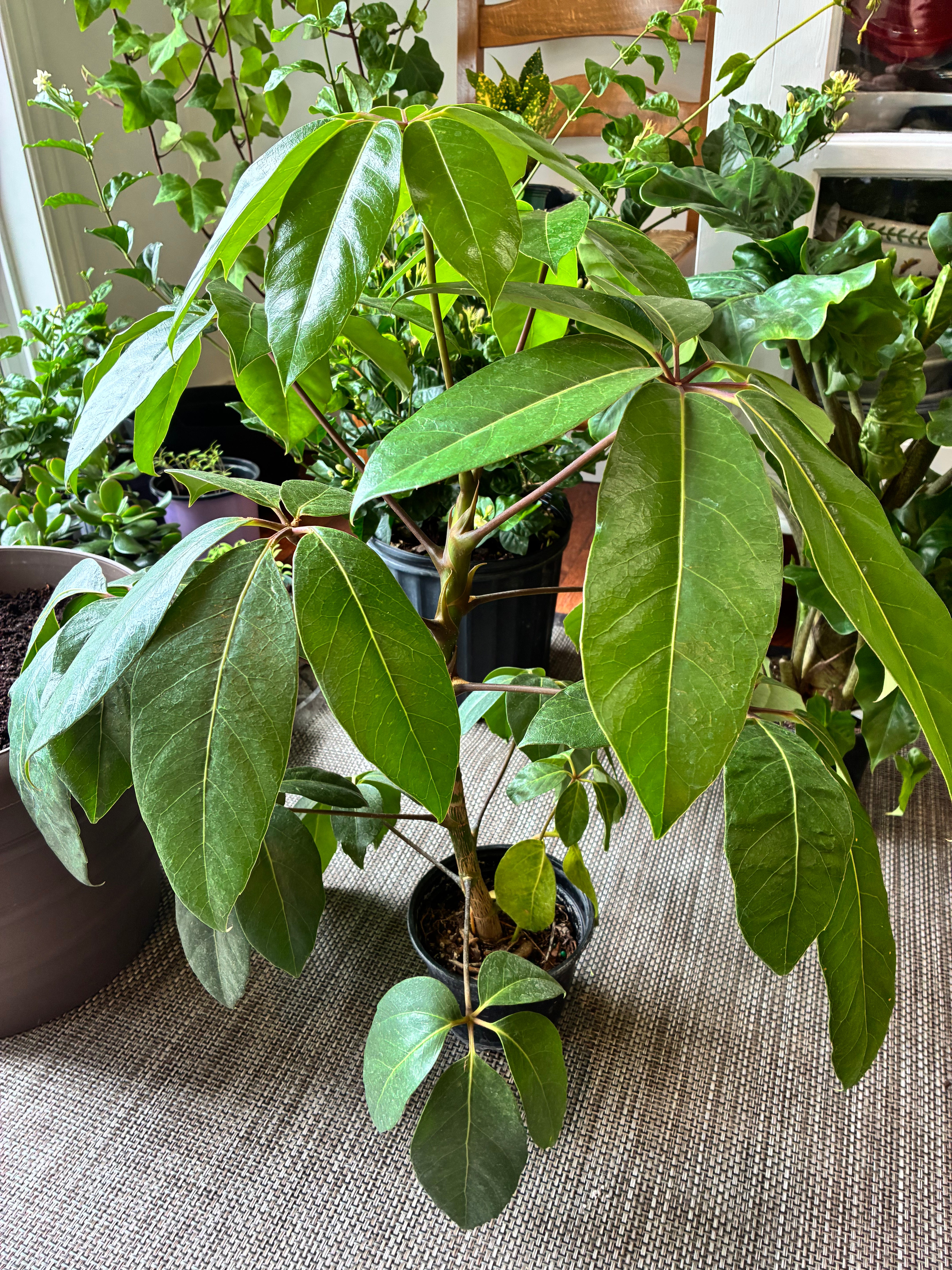 Schefflera Amate 6" toxic