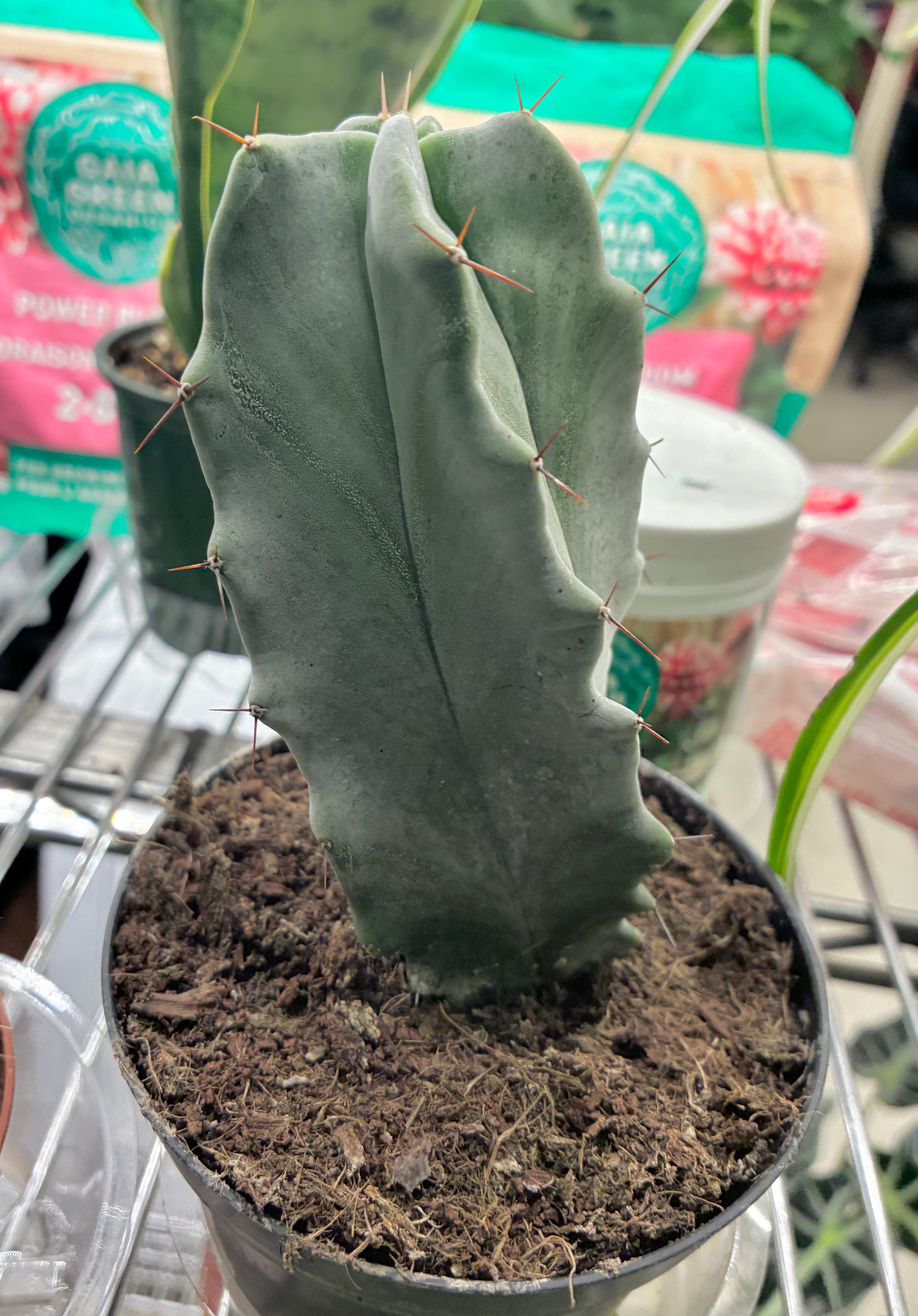 Gray Ghost Organ Pipe Cactus - non-toxic but sharp