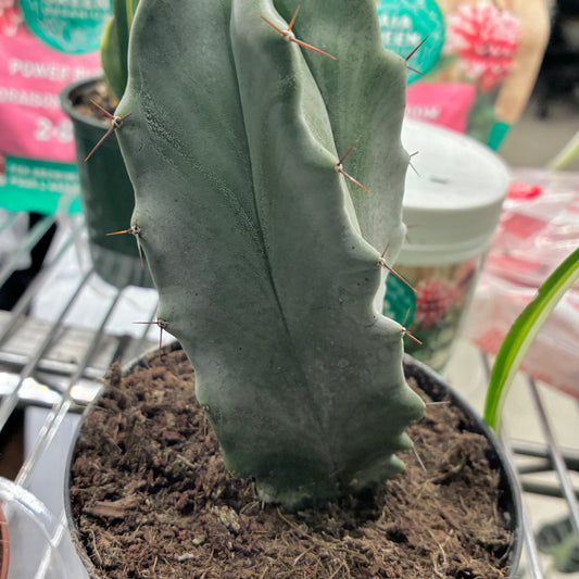 Gray Ghost Organ Pipe Cactus - non-toxic but sharp