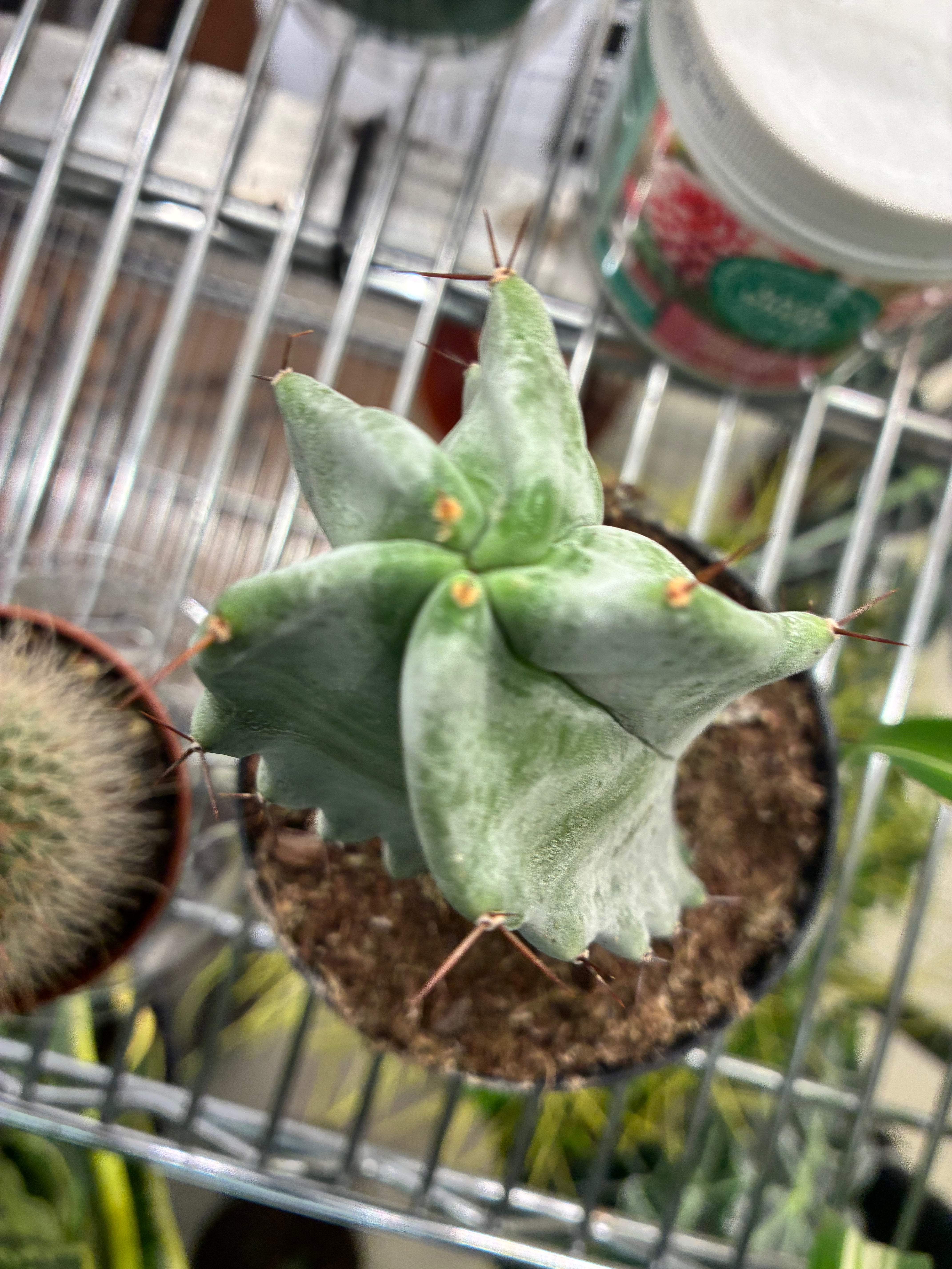 Gray Ghost Organ Pipe Cactus - non-toxic but sharp