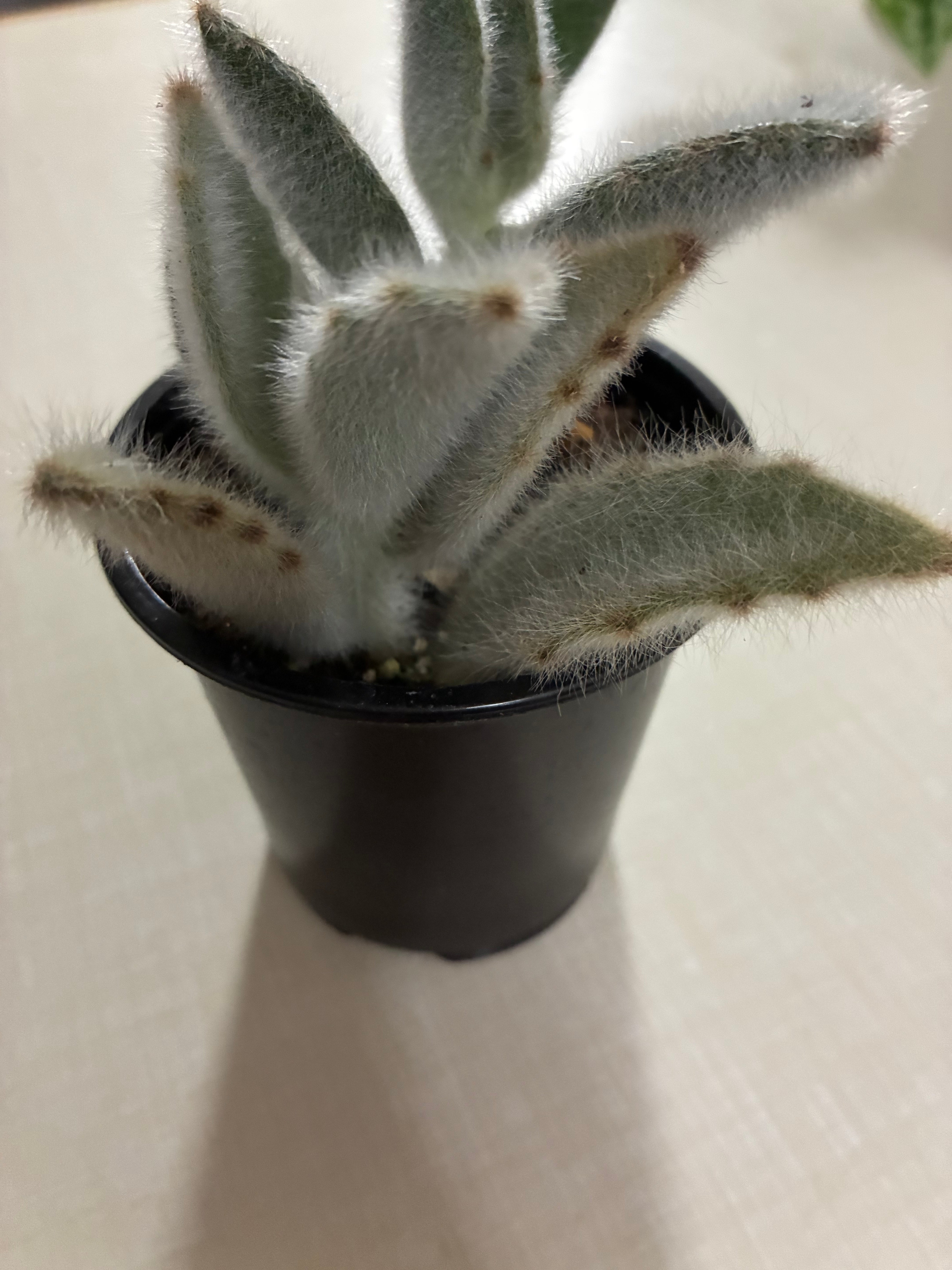 Kalanchoe  Chocolate Soldier 3.5"- toxic