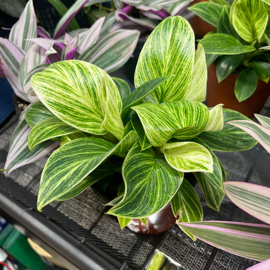 Philodendron White Measure 4" toxic