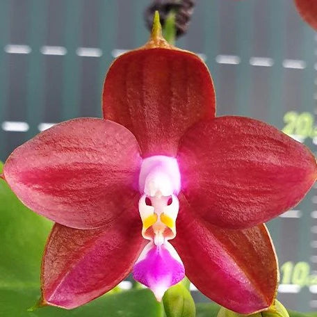 ORCHID Phalaenopsis LD's Bear King 'RK-4"