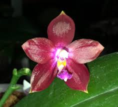 ORCHID Phalaenopsis Tying Shin Fly Eagle