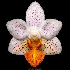 ORCHID Phalaenopsis Mini Mark