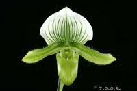 ORCHID Paphiopedilum Yi-Ying Green Coral