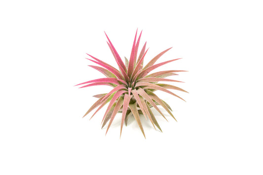 Tillandsia Air Plant Abdita v/Brachy RED 2-3"