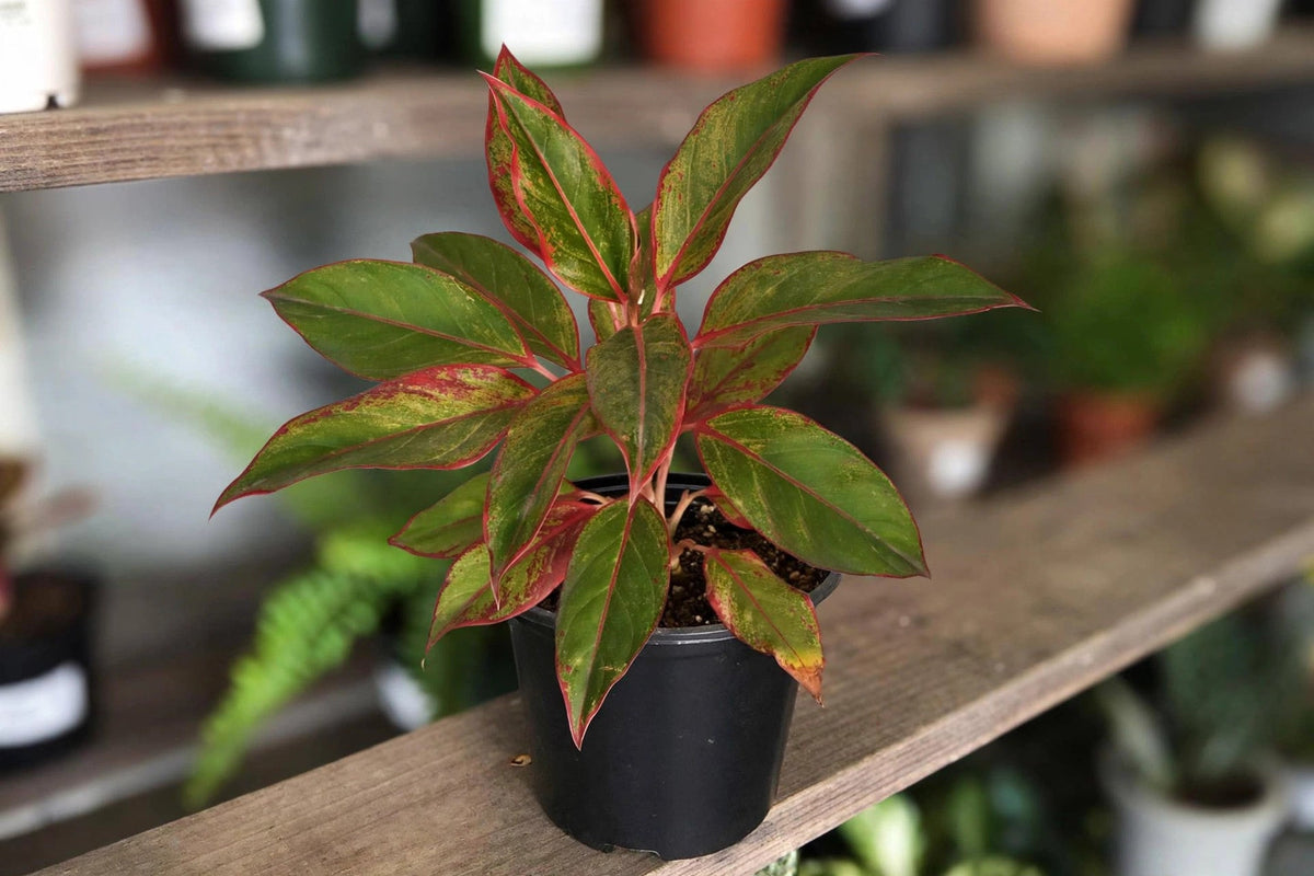 Aglaonema Red Siam Aurora