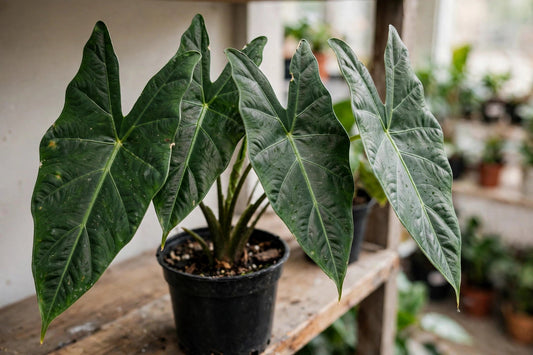 Alocasia Care