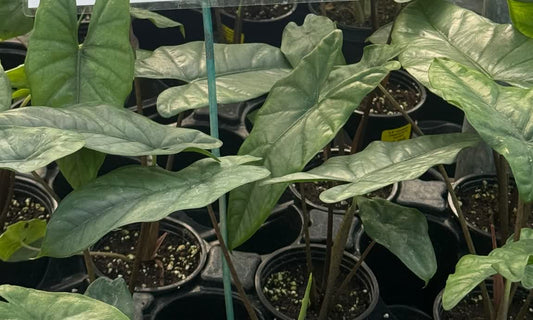 Alocasia Heterophylla Corazon leaves, real photo