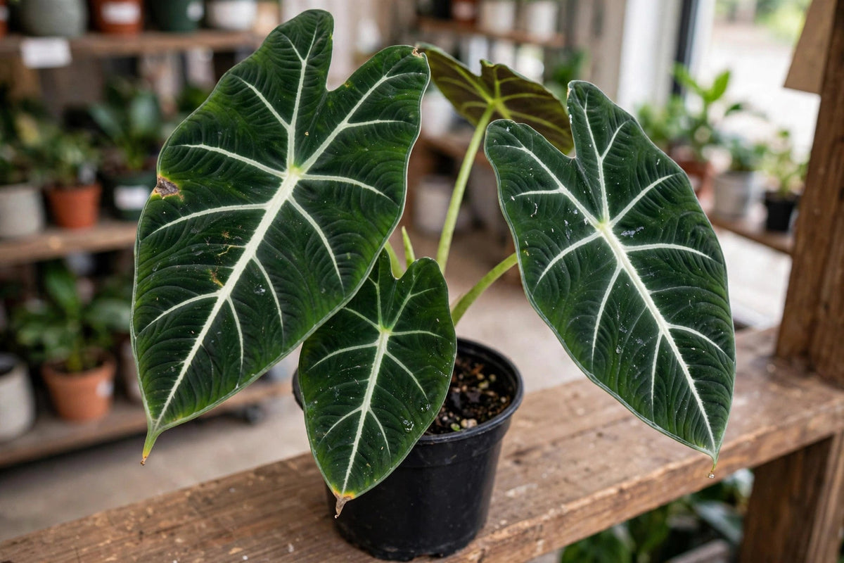Alocasia Frydek 3.5