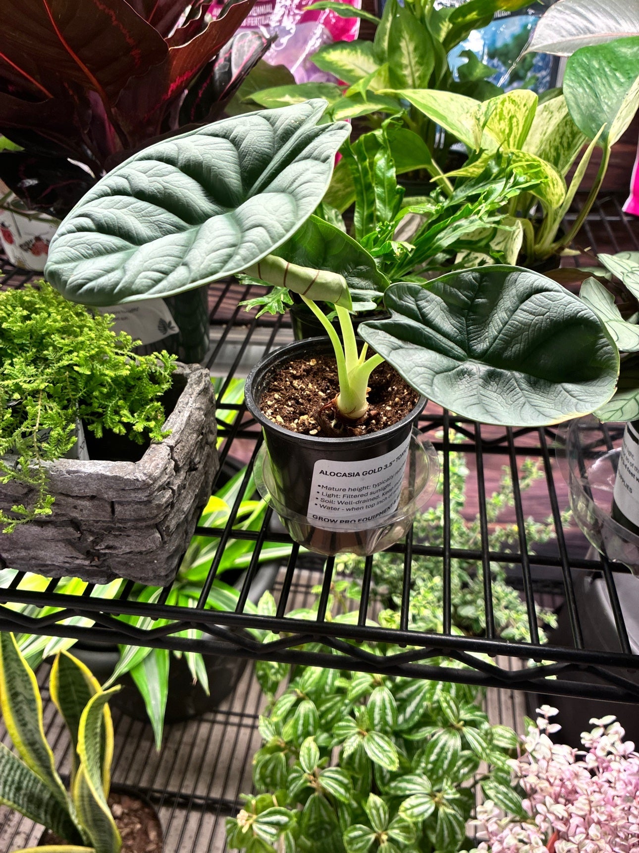 Alocasia Gold at the Grow Pro booth