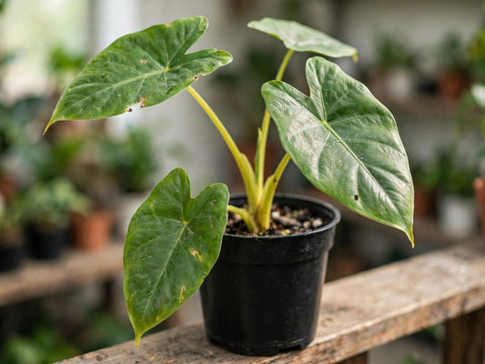 Alocasia Lutea