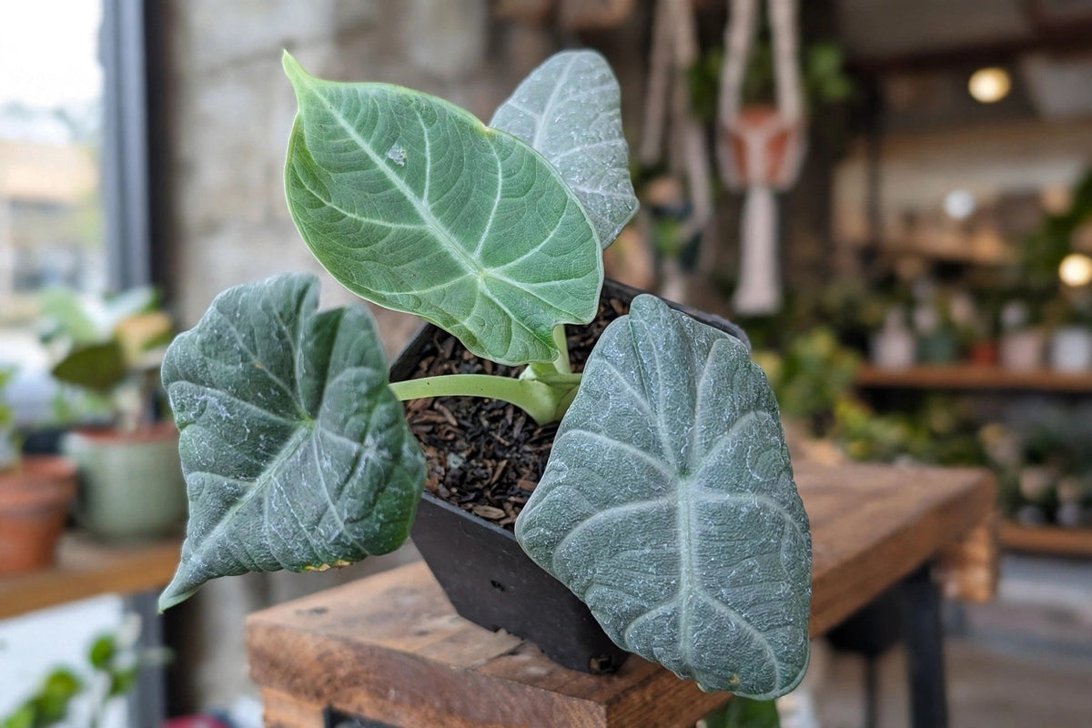 Alocasia Maharani