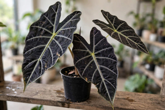 Alocasia Morrocco
