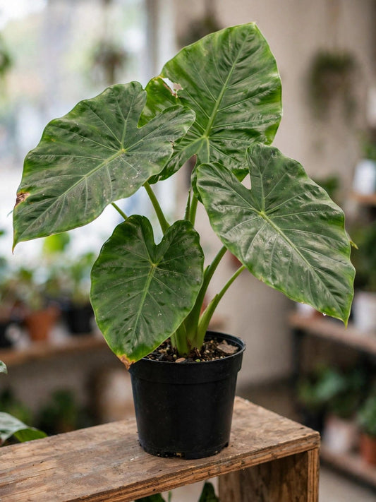 Alocasia Portora