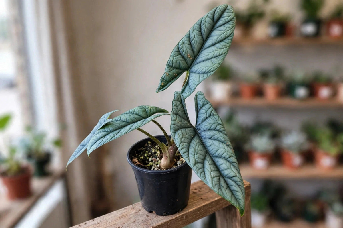 Alocasia Scalprum