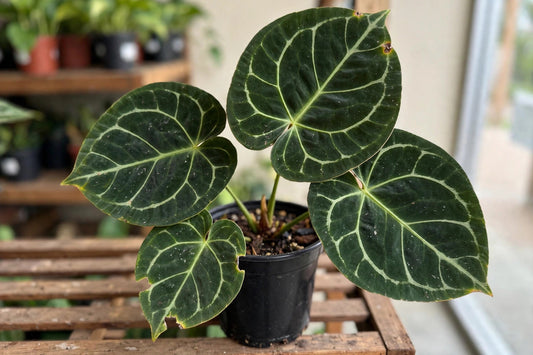 Anthurium Dorayaki Magnificum