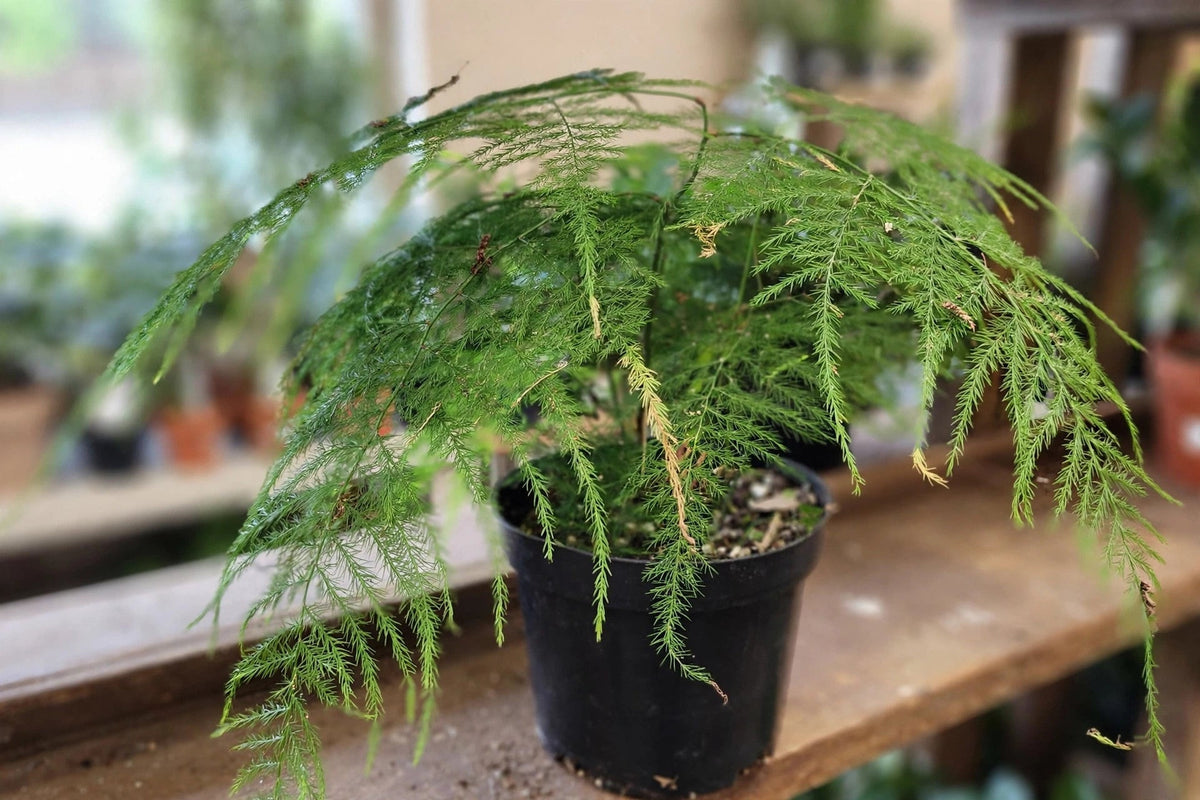 Asparagus Plumosus Fern