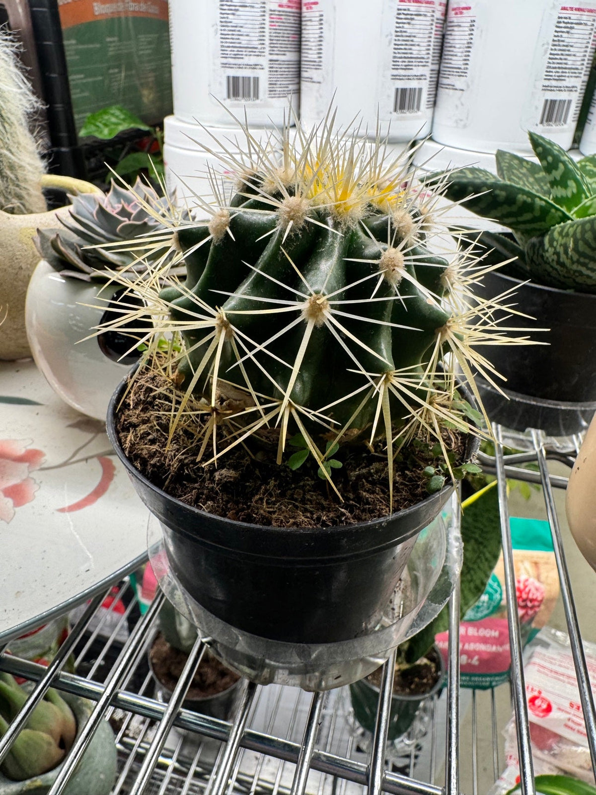 Golden Barrel Cactus
