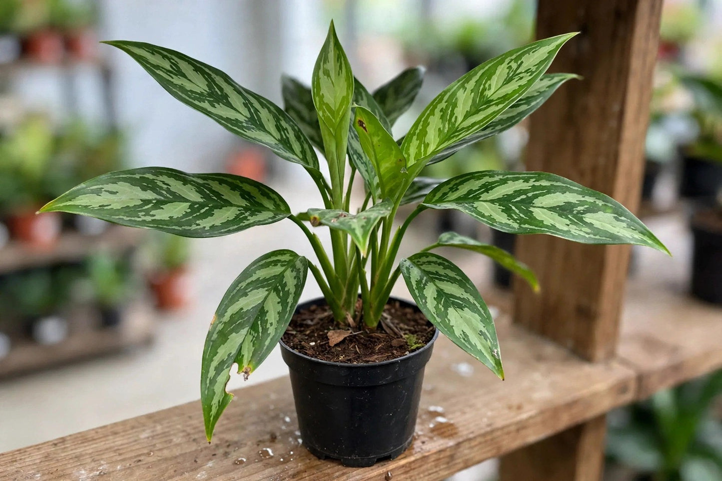 Aglaonema Emerald Beauty
