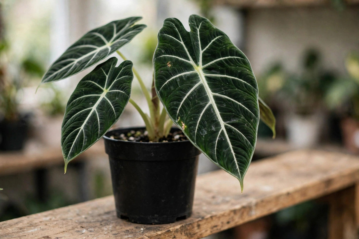 Alocasia Frydek