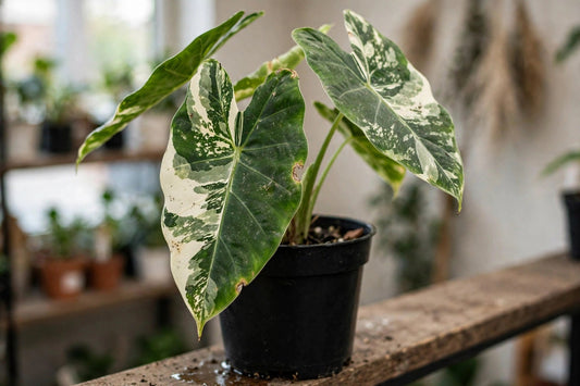 Alocasia Odora Variegated