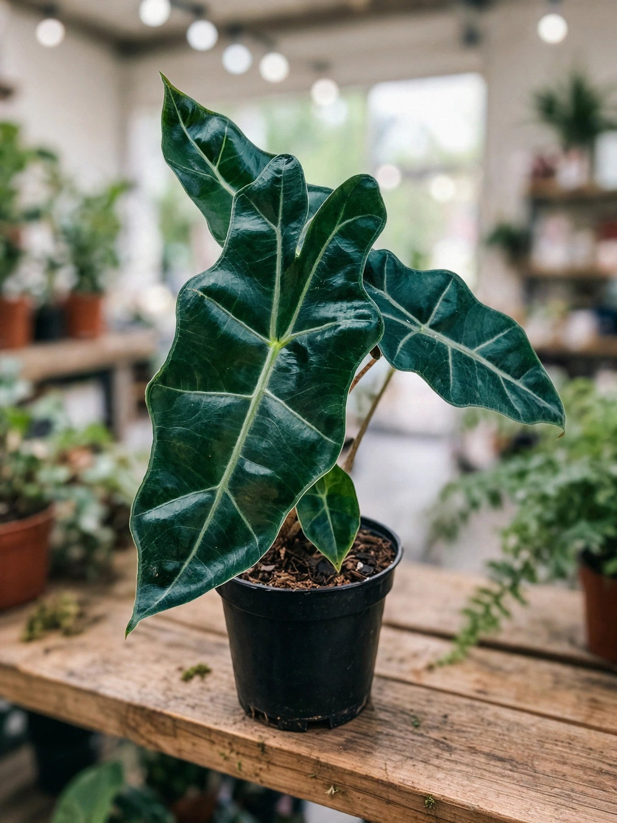 alocasia-pseudo-sanderi