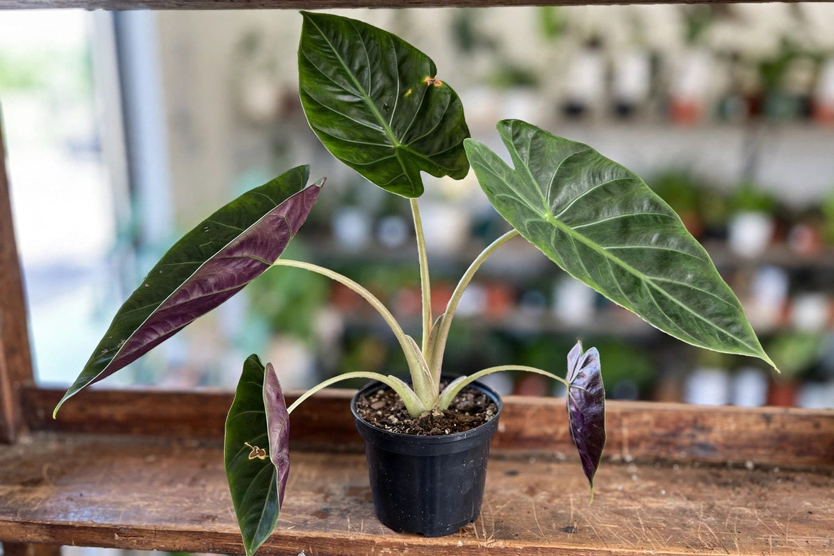 Alocasia Wentii